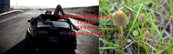 стаф Алзамай